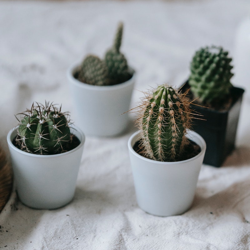mini cacti set